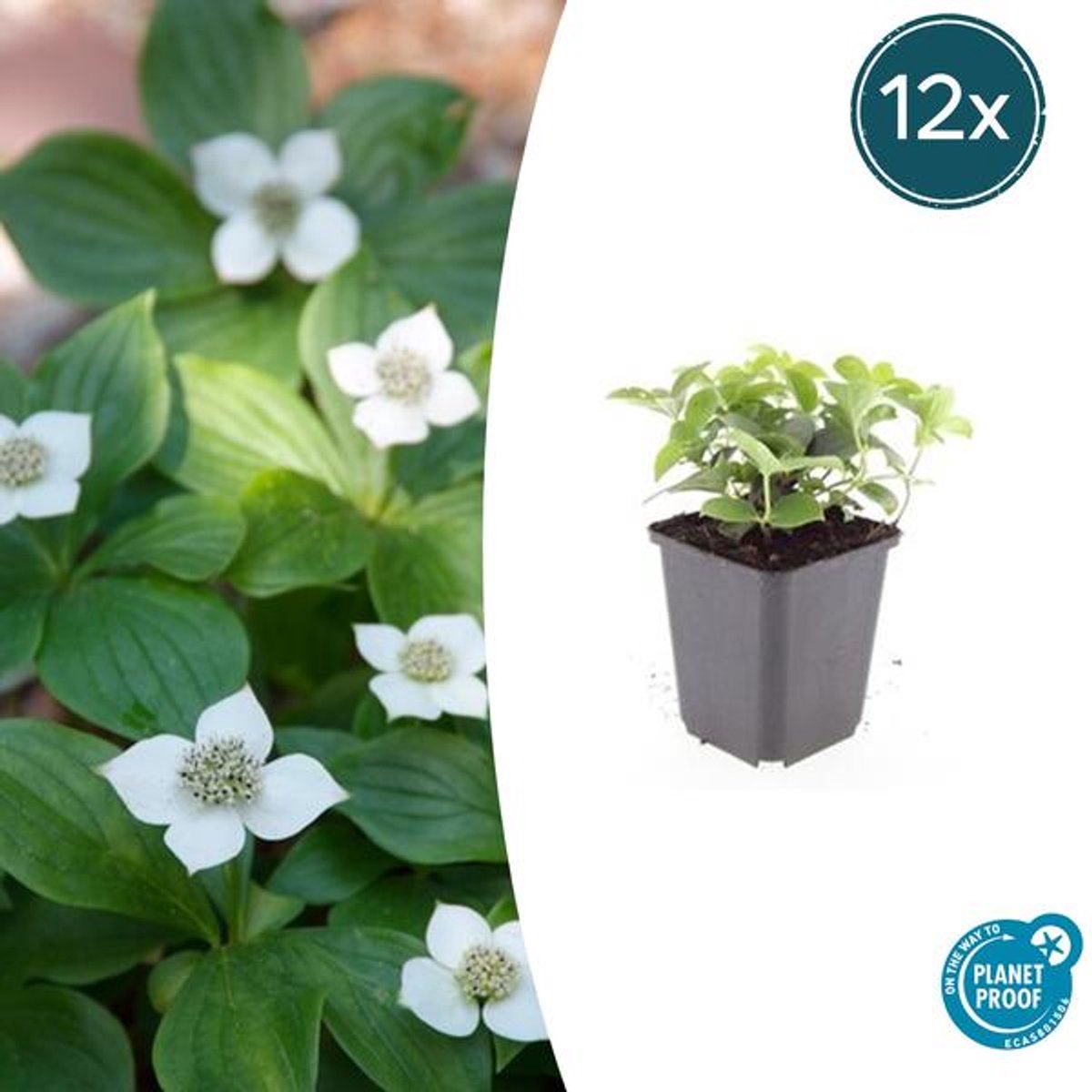 12x Cornus canadensis - 10-25cm - Ø9cm