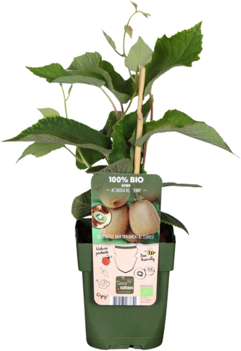 Zoete oogst trio BIO Fruitplanten mix set van 3 verschillende soorten