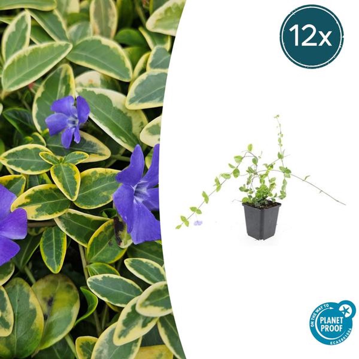 12x Vinca minor 'Blue and Gold' - 10-25cm - Ø9cm