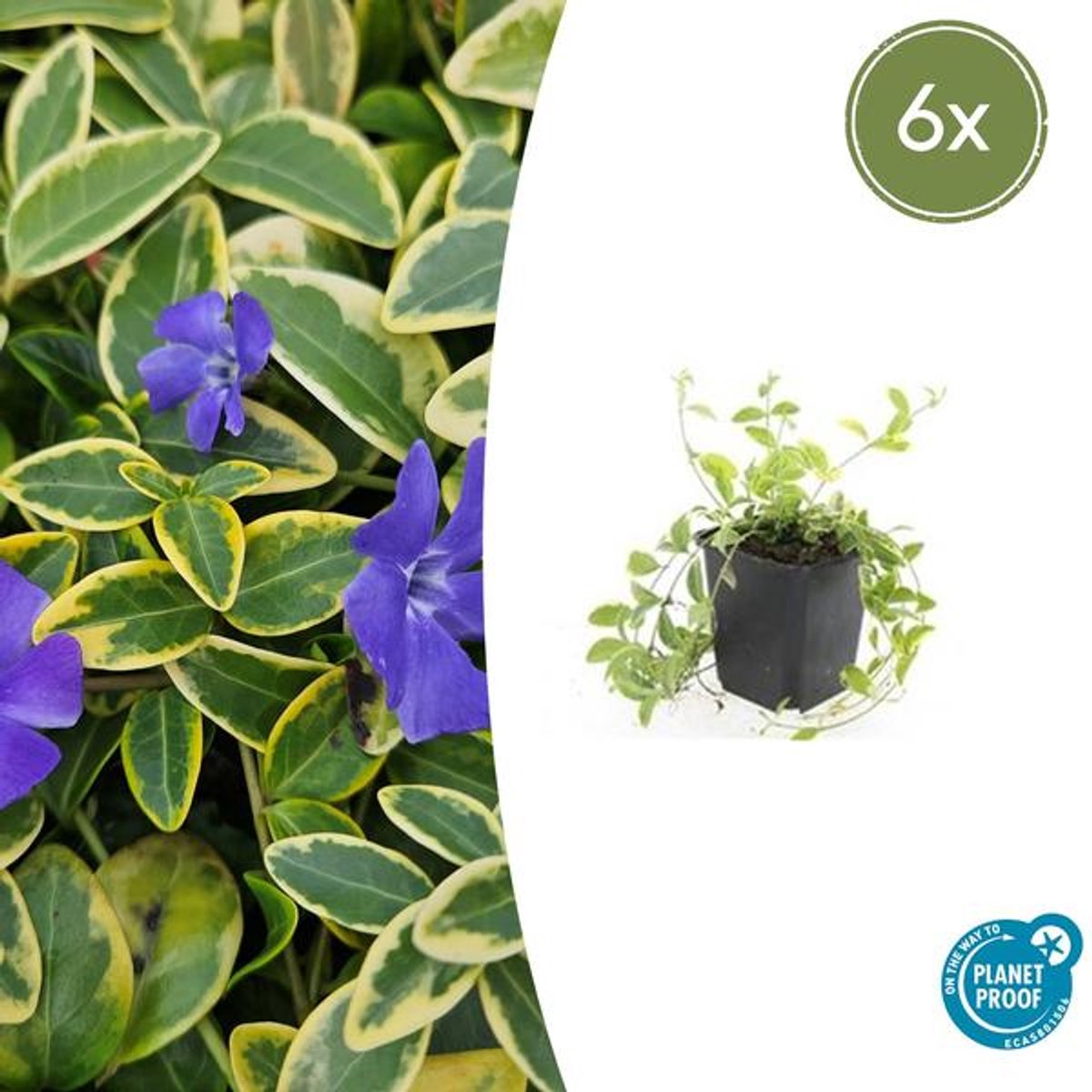 6x Vinca minor 'Aureovariegata' - 10-25cm - Ø9cm
