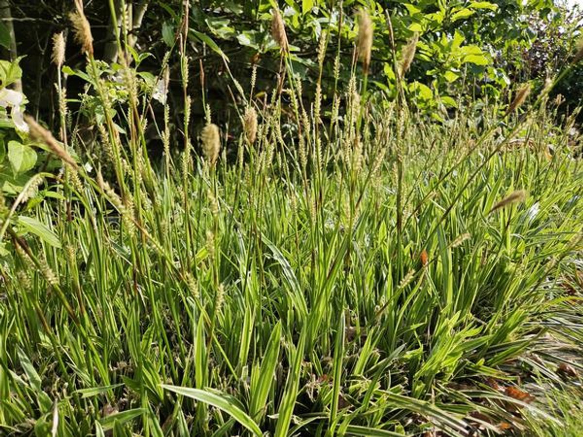 6x Carex morrowii 'Aureovariegata' - 10-25cm - Ø9cm
