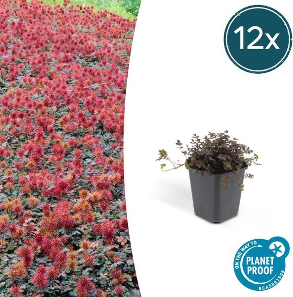 12x Acaena microphylla 'Kupferteppich' - 10-25cm - Ø9cm