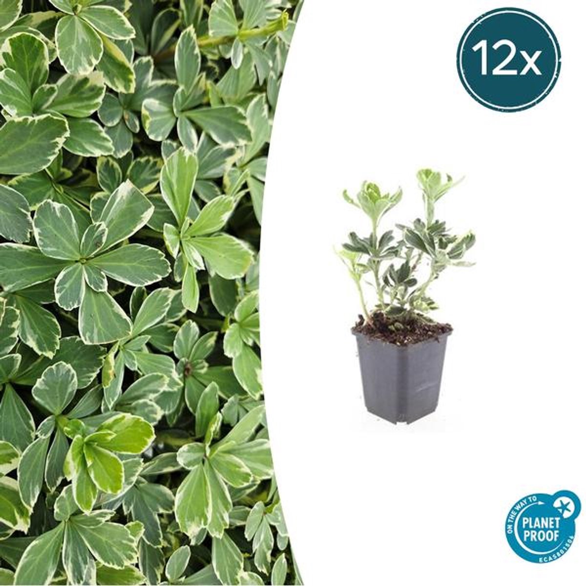 12x Pachysandra term. 'Variegata' - 10-25cm - Ø9cm