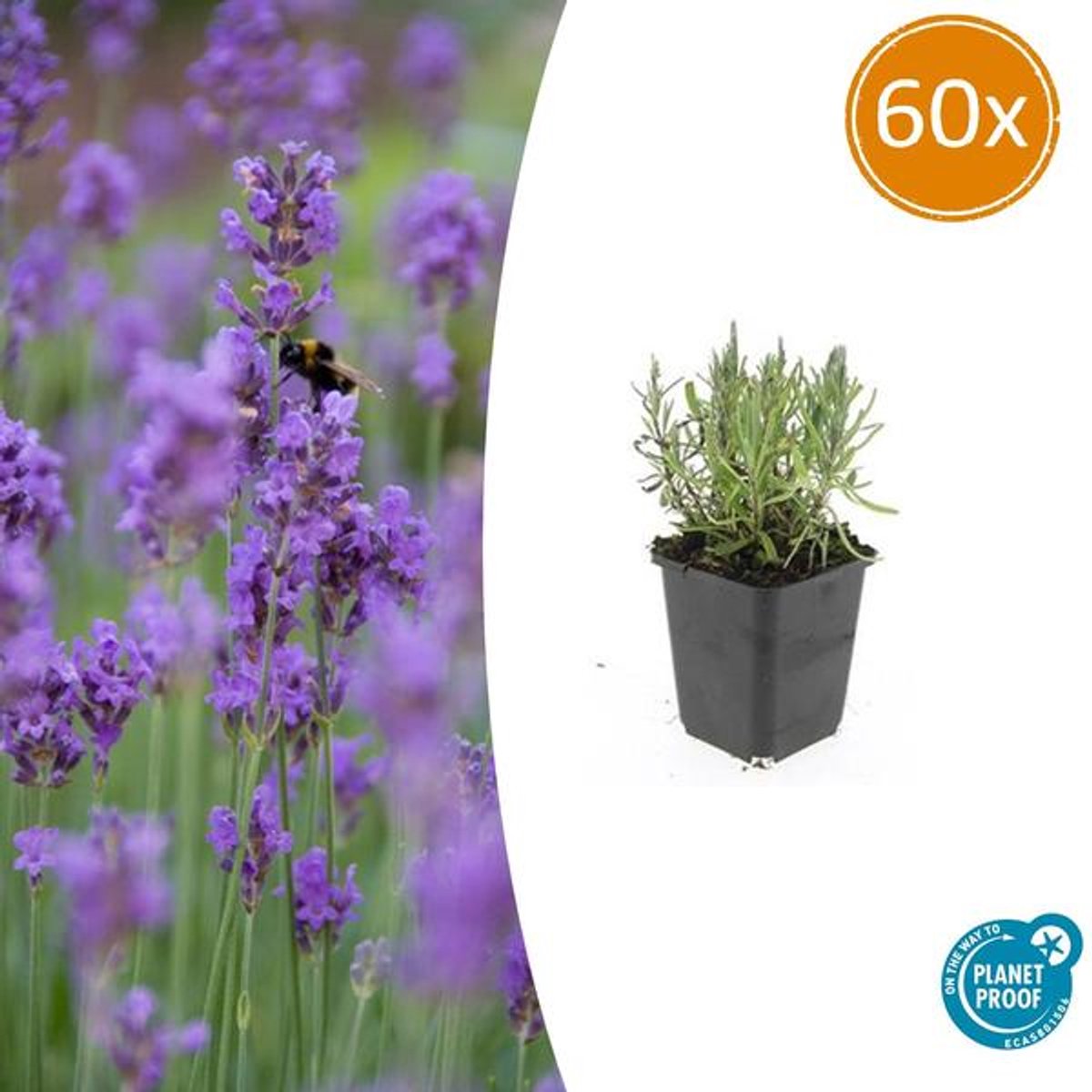 60x Lavandula ang. 'Munstead' - 10-25cm - Ø9cm