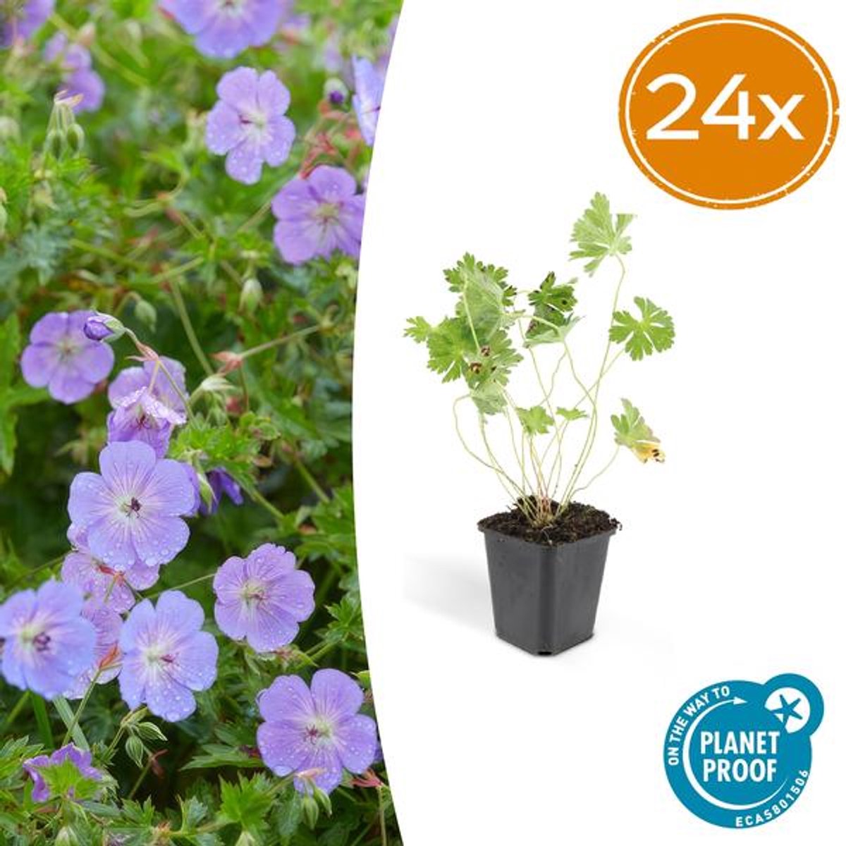 24x Geranium Rozanne - 10-25cm - Ø9cm