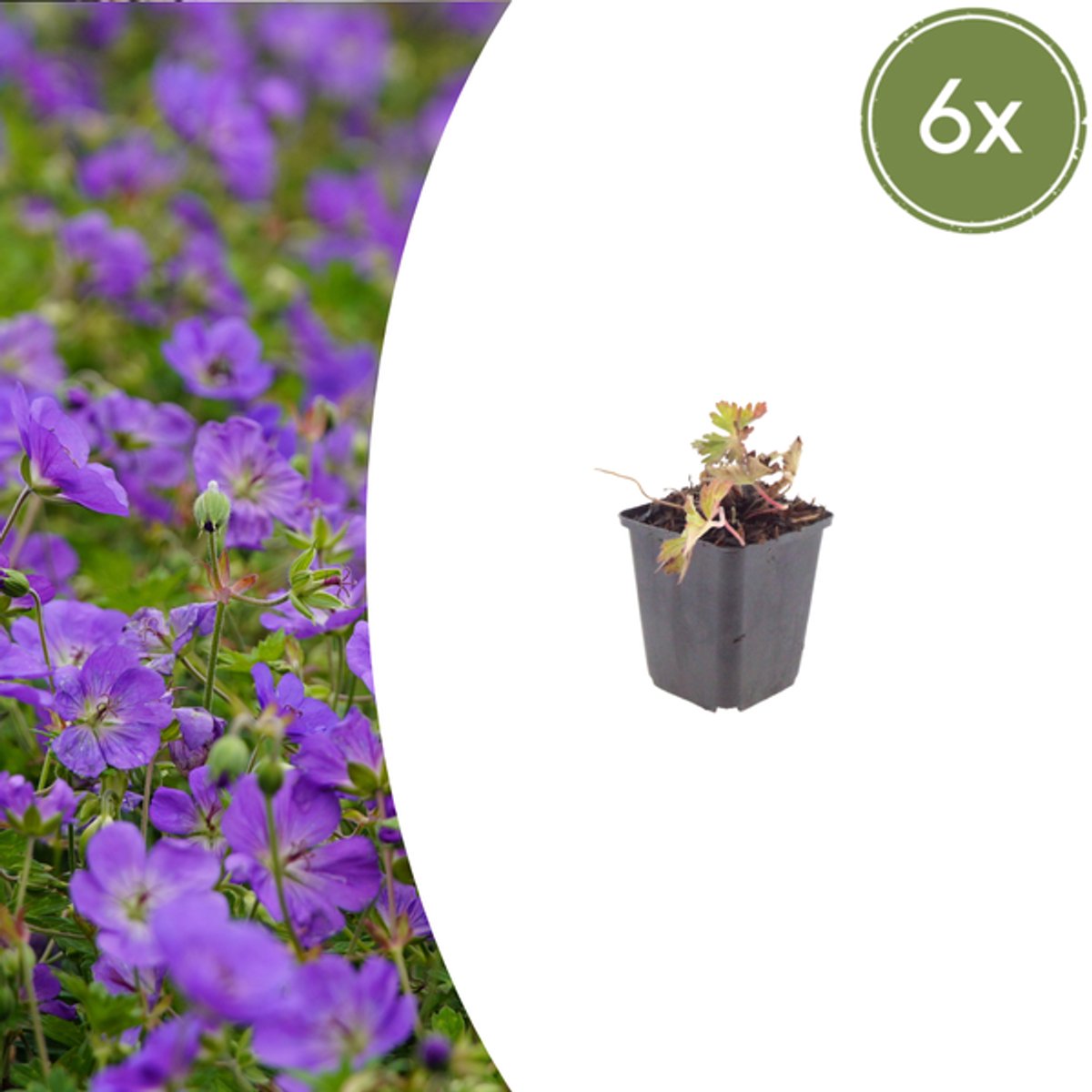 6x Geranium 'Azure Rush' - 10-25cm - Ø9cm