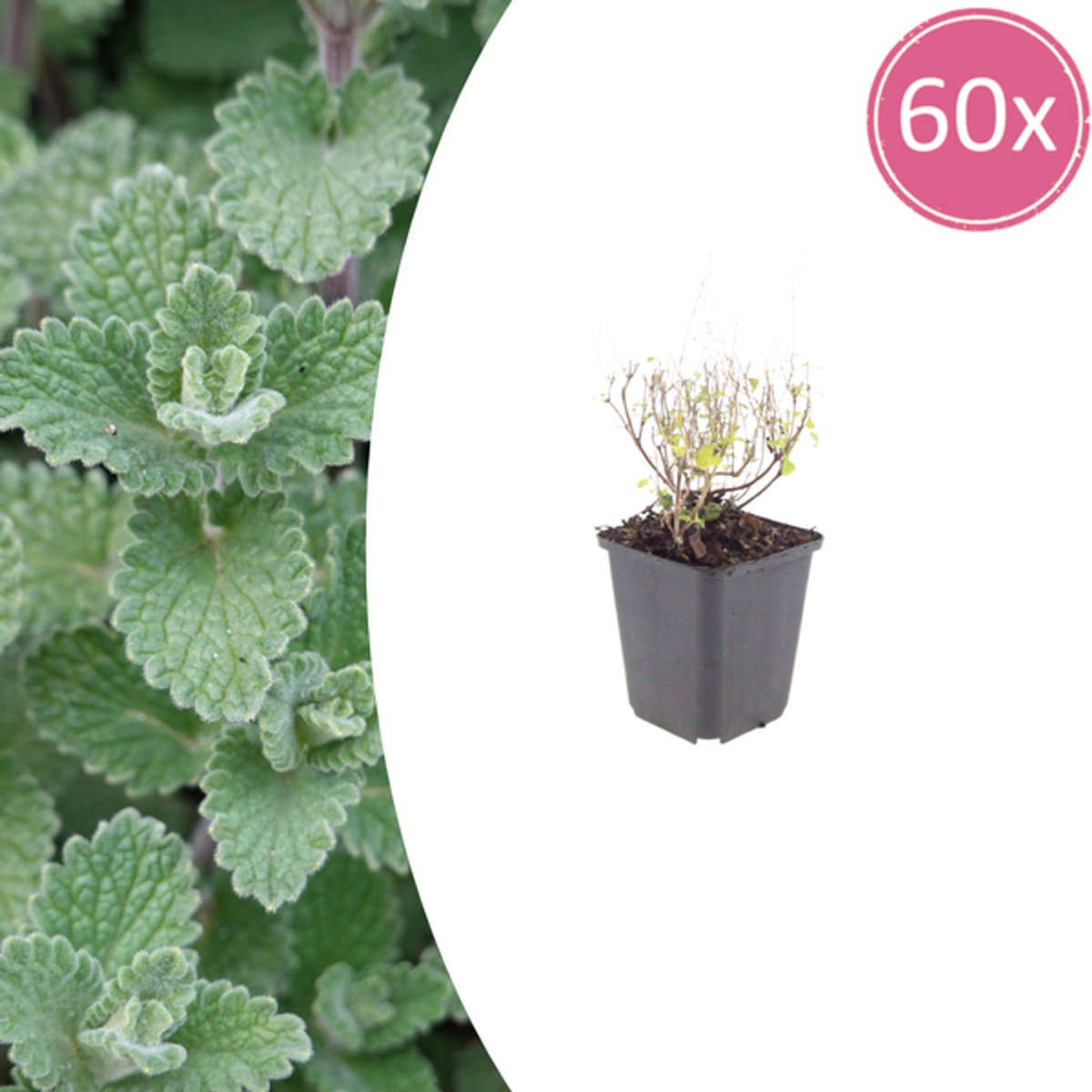 60x Calamintha n. nepeta - 10-25cm - Ø9cm
