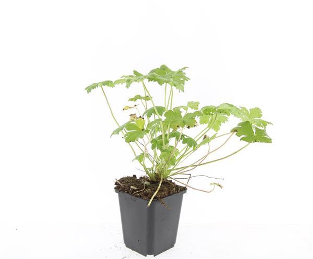 48x Geranium 'Tiny Monster' - 10-25cm - Ø9cm