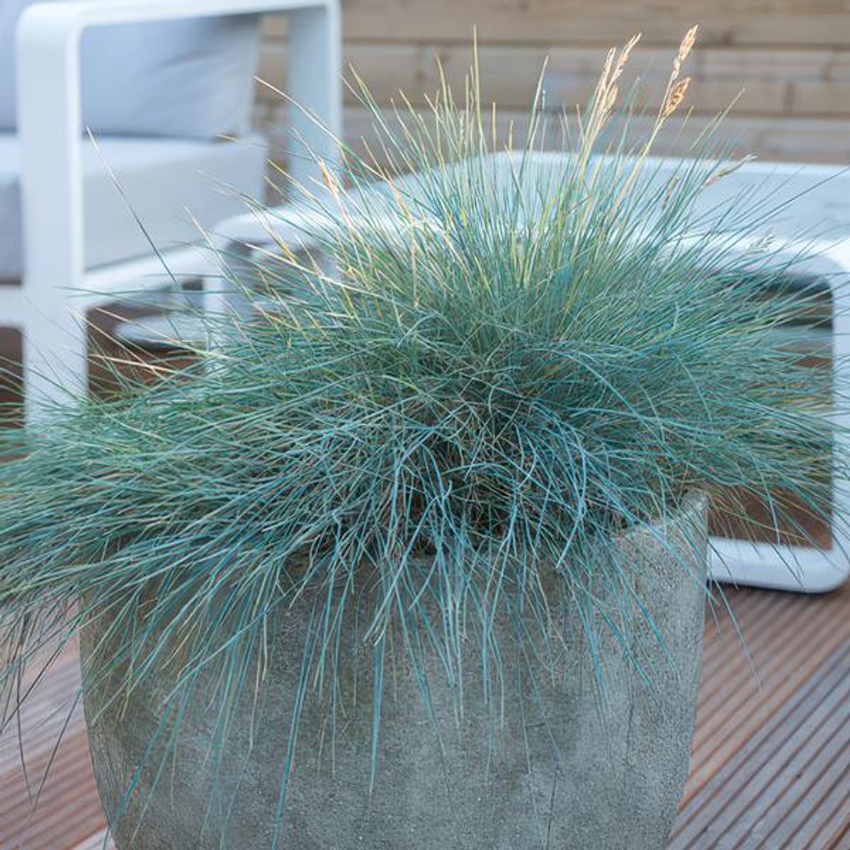48x Festuca glauca 'Elijah Bleu' - 10-25cm - Ø9cm