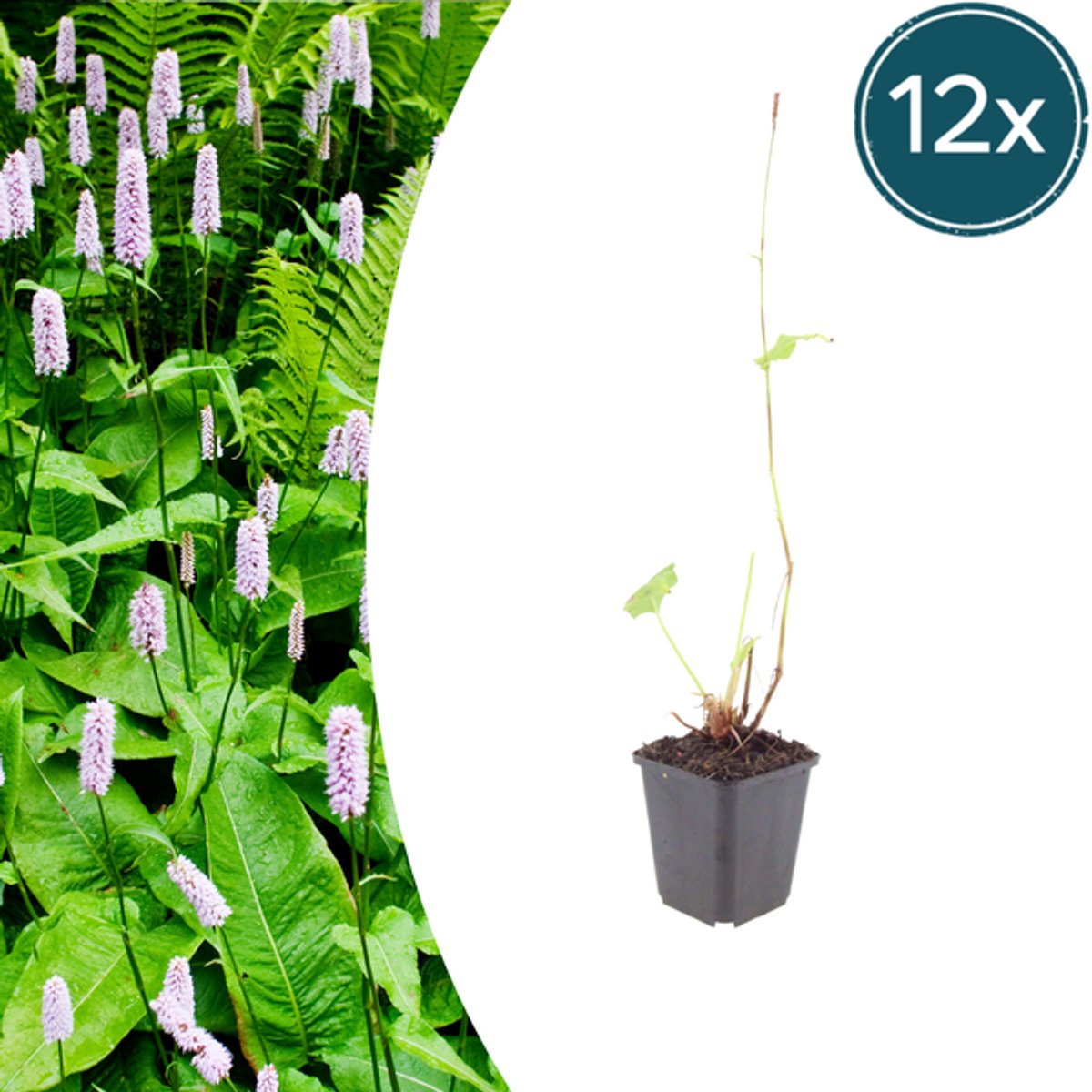 12x Persicaria a. 'Alba' - 10-25cm - Ø9cm