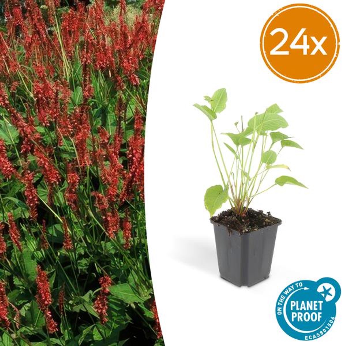 24x Persicaria amplexicaulis - 10-25cm - Ø9cm