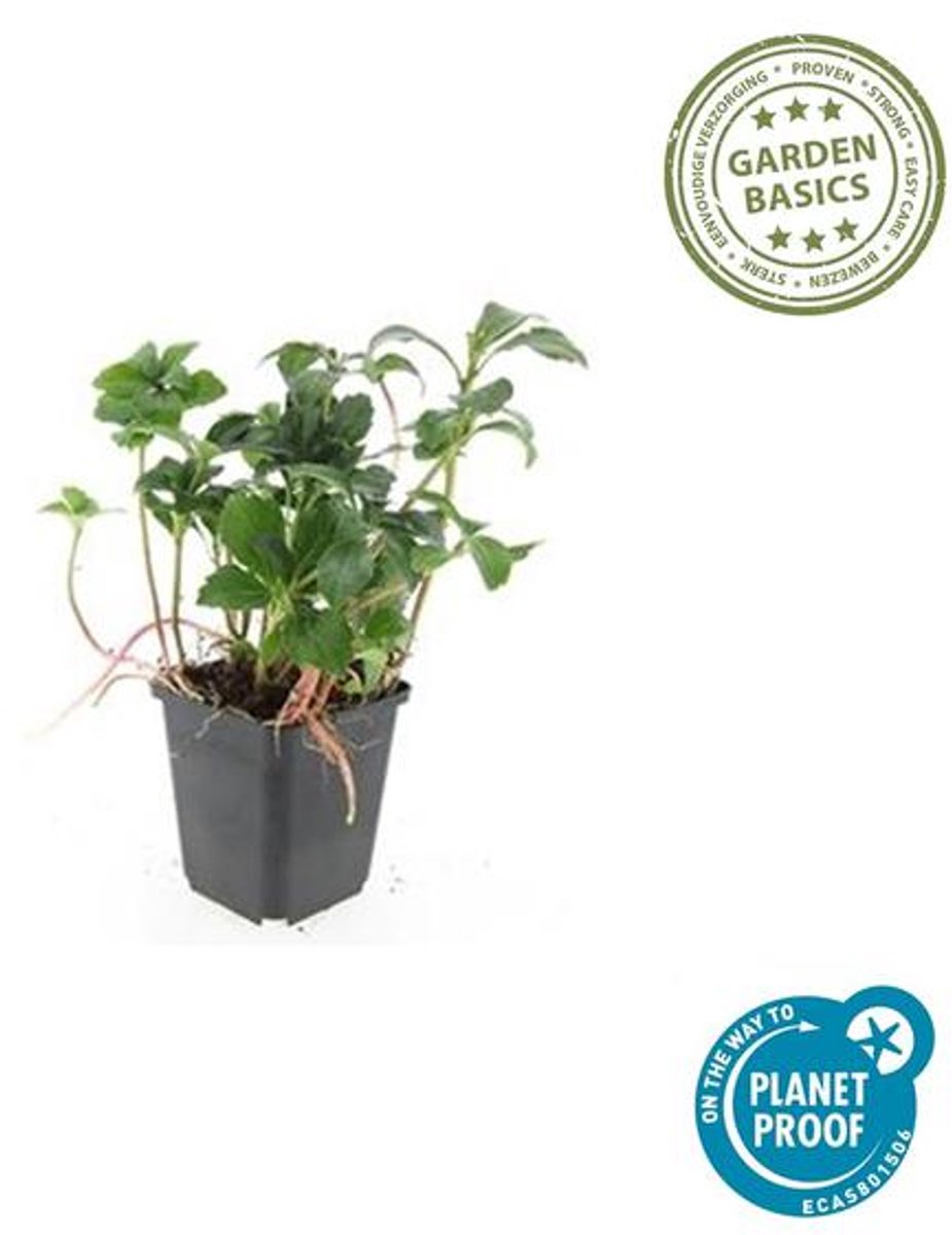 24x Pachysandra term. 'Green Sheen' - 10-25cm - Ø9cm