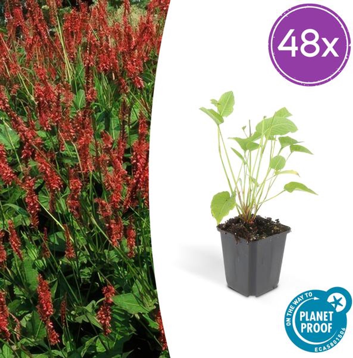 48x Persicaria amplexicaulis - 10-25cm - Ø9cm