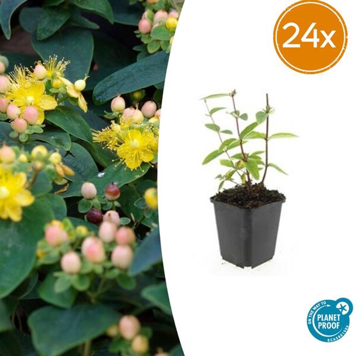 24x Hypericum inodorum 'Annebel' - 10-25cm - Ø9cm