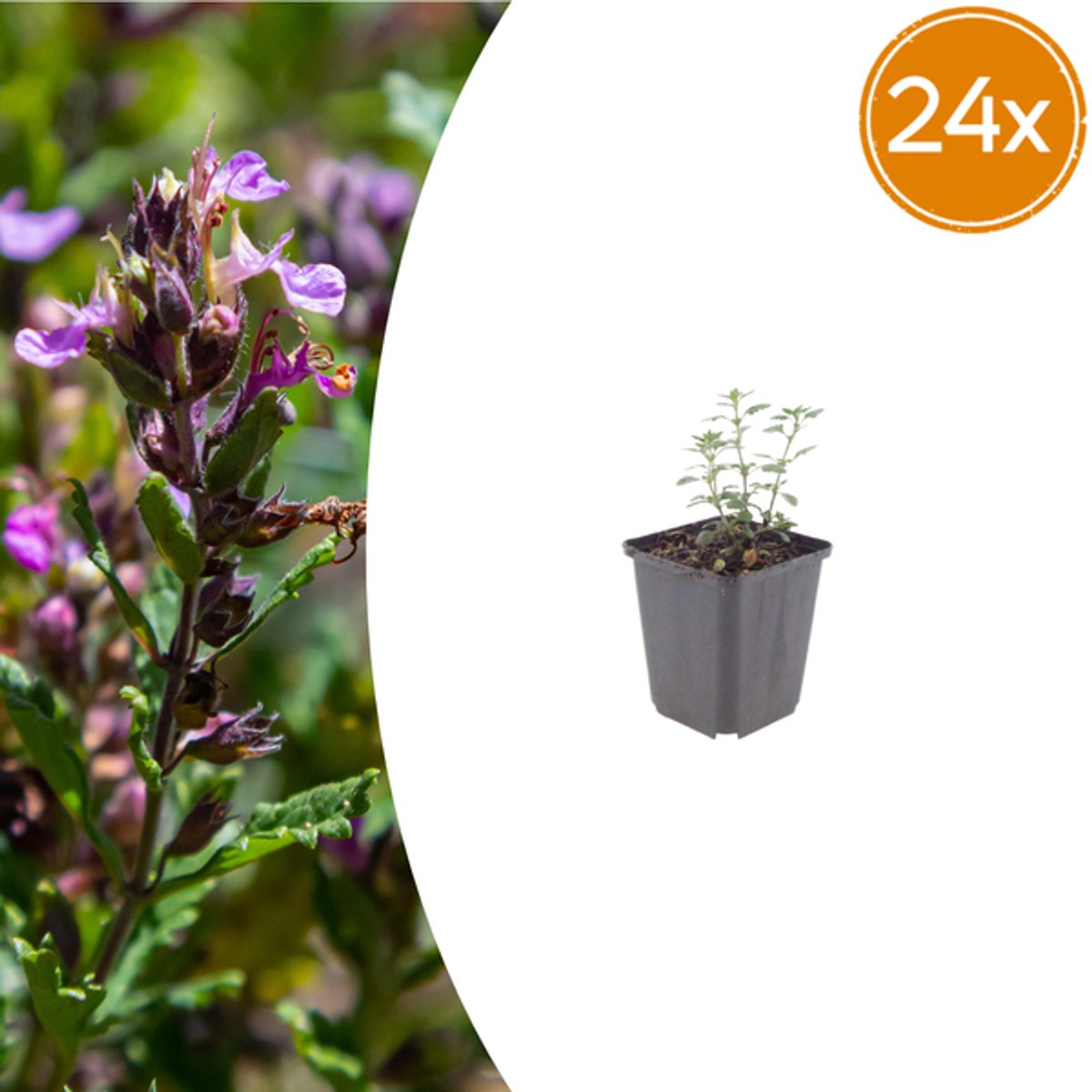 24x Teucrium lucidrys - 10-25cm - Ø9cm