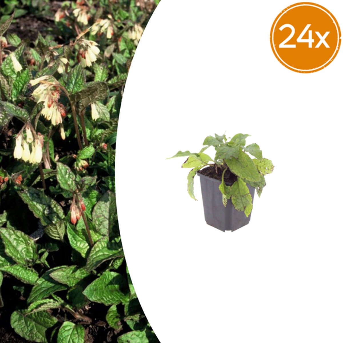 24x Symphytum grandiflorum - 10-25cm - Ø9cm