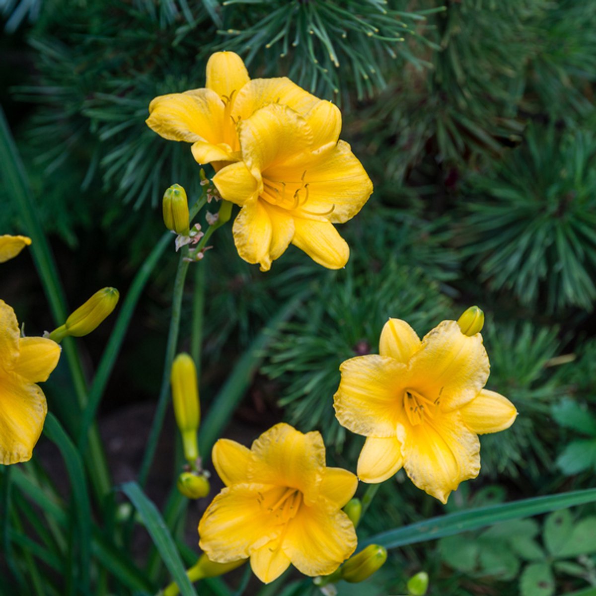 60x Hemerocallis 'Stella de Oro' - 10-25cm - Ø9cm