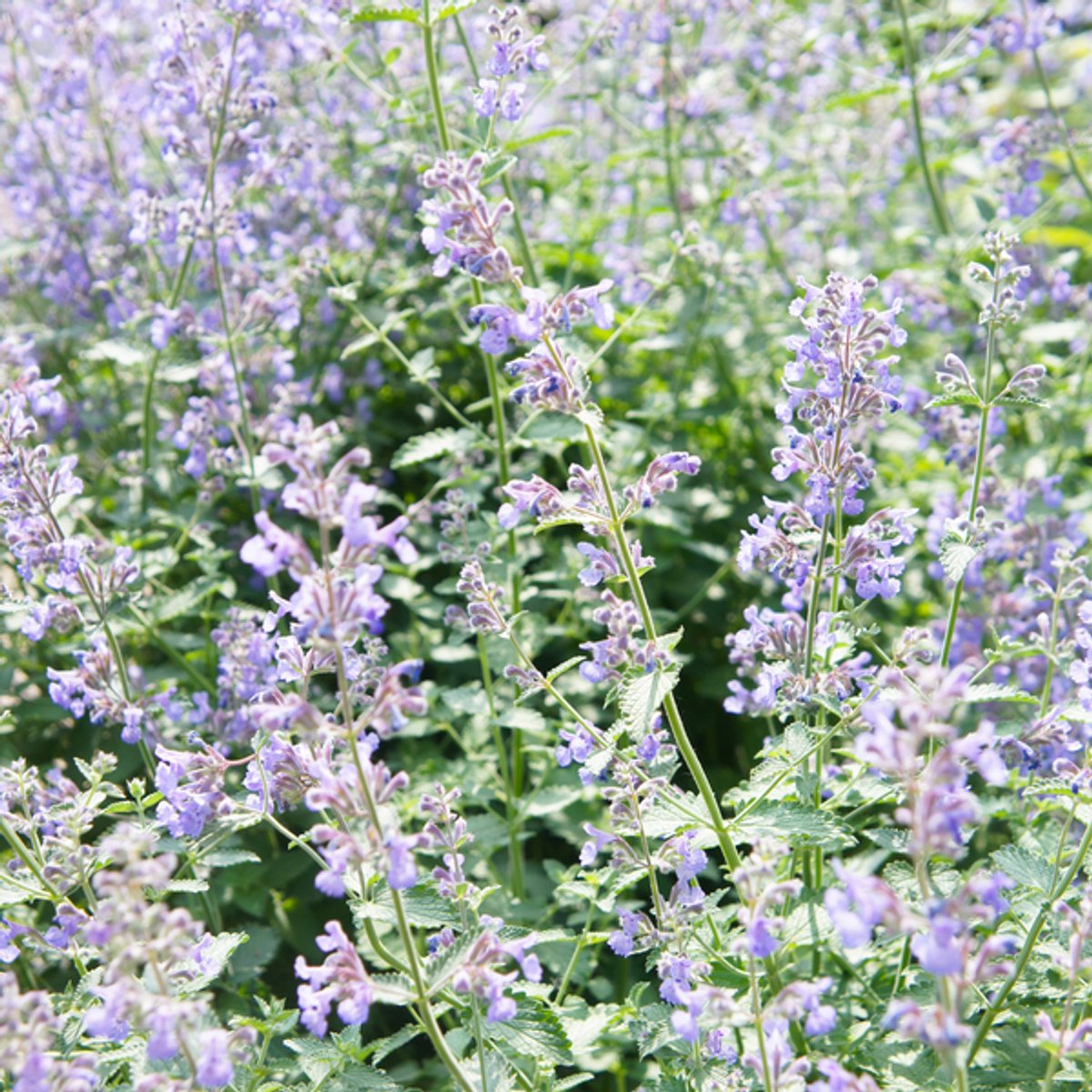 24x Nepeta faassenii - 10-25cm - Ø9cm