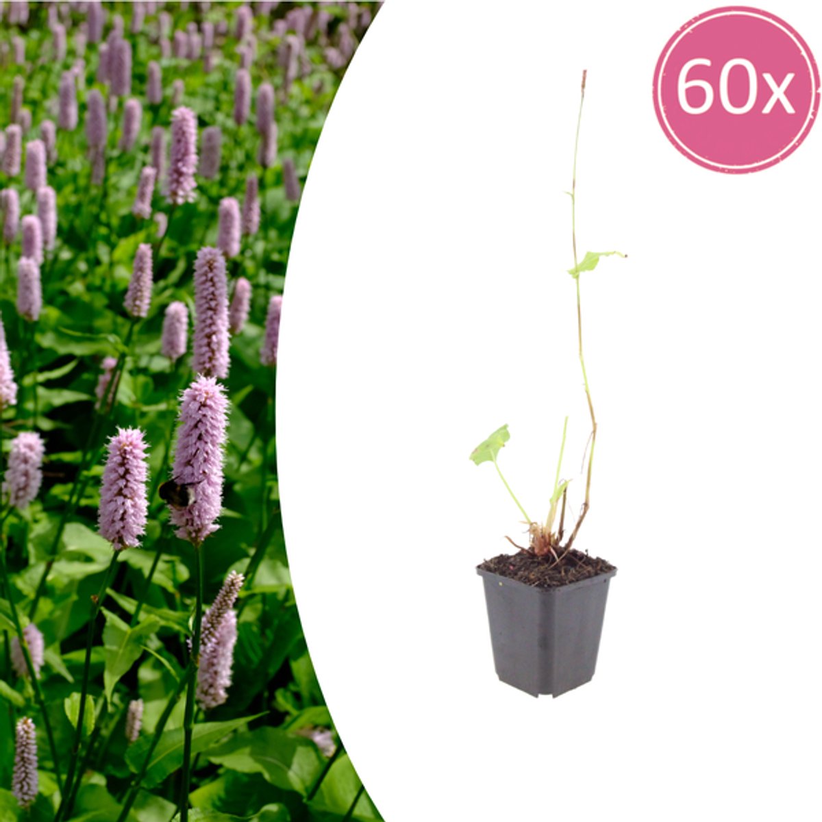 60x Persicaria aff. 'Superba' - 10-25cm - Ø9cm