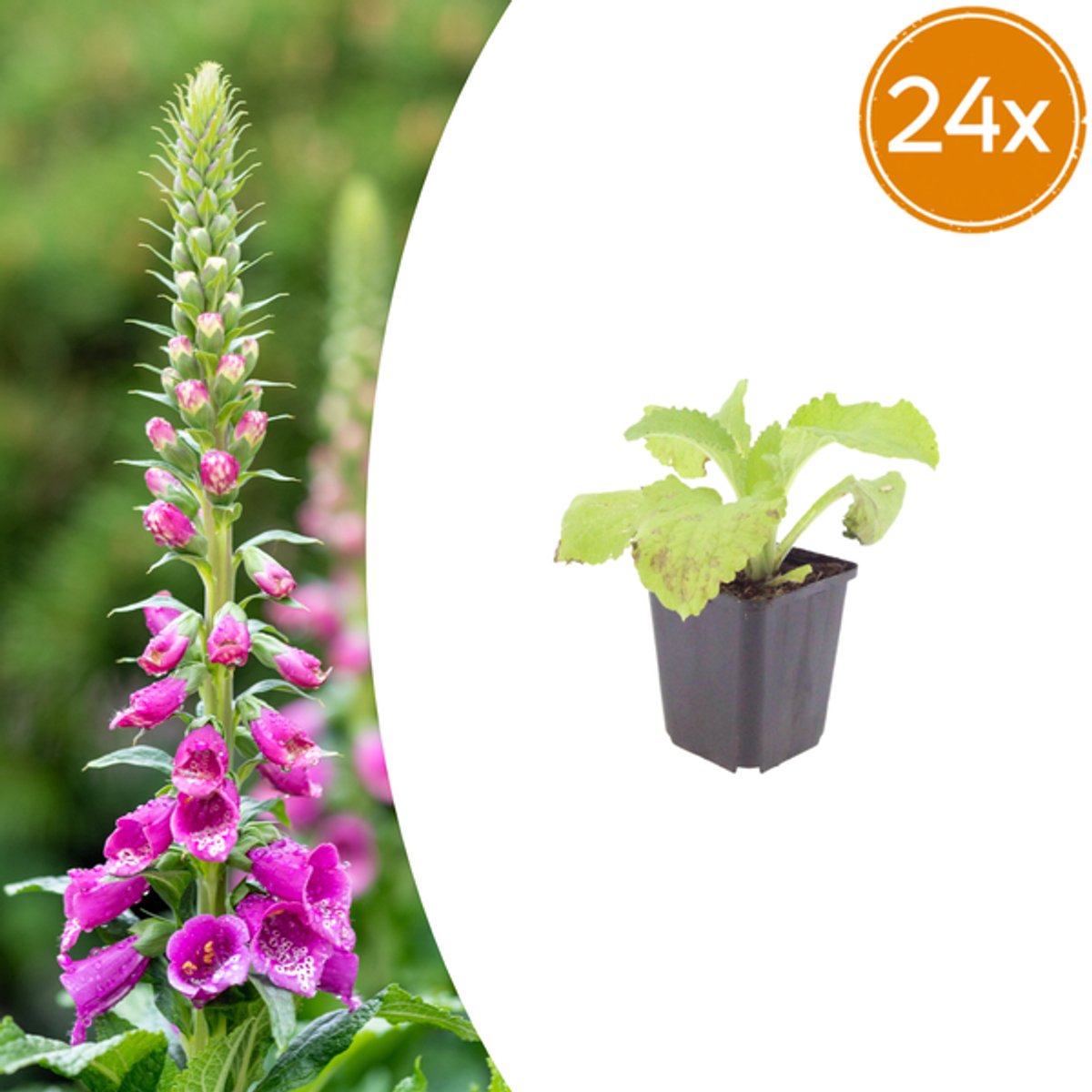 24x Digitalis purpurea - 10-25cm - Ø9cm