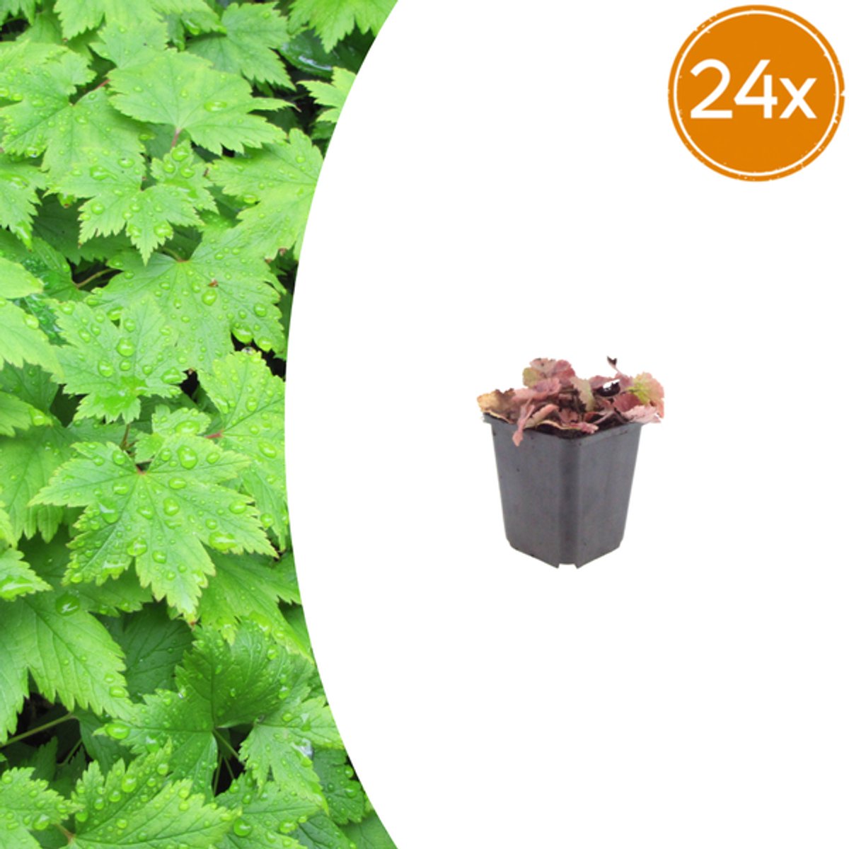 24x Tiarella cordifolia - 10-25cm - Ø9cm