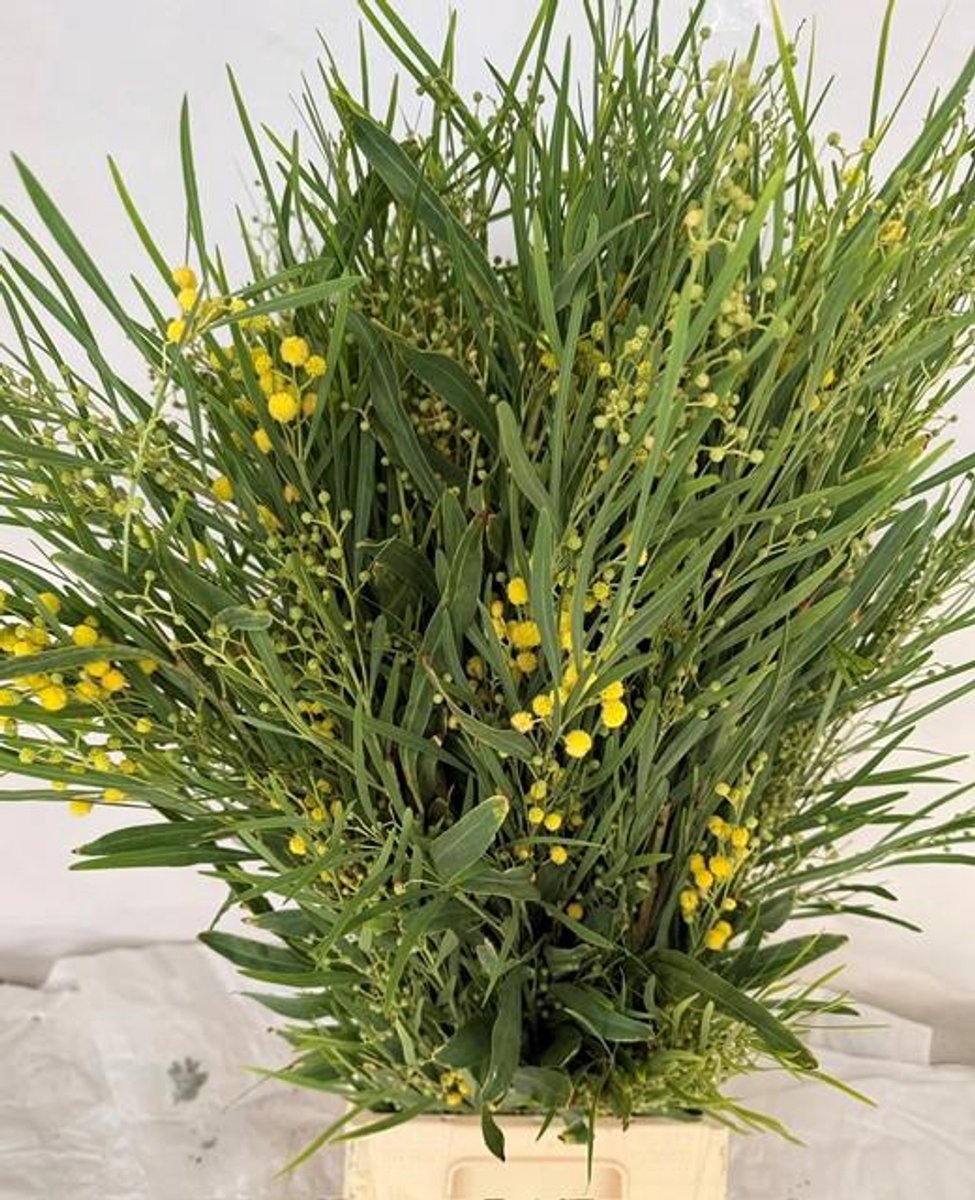 5x Acacia floribunde 60cm