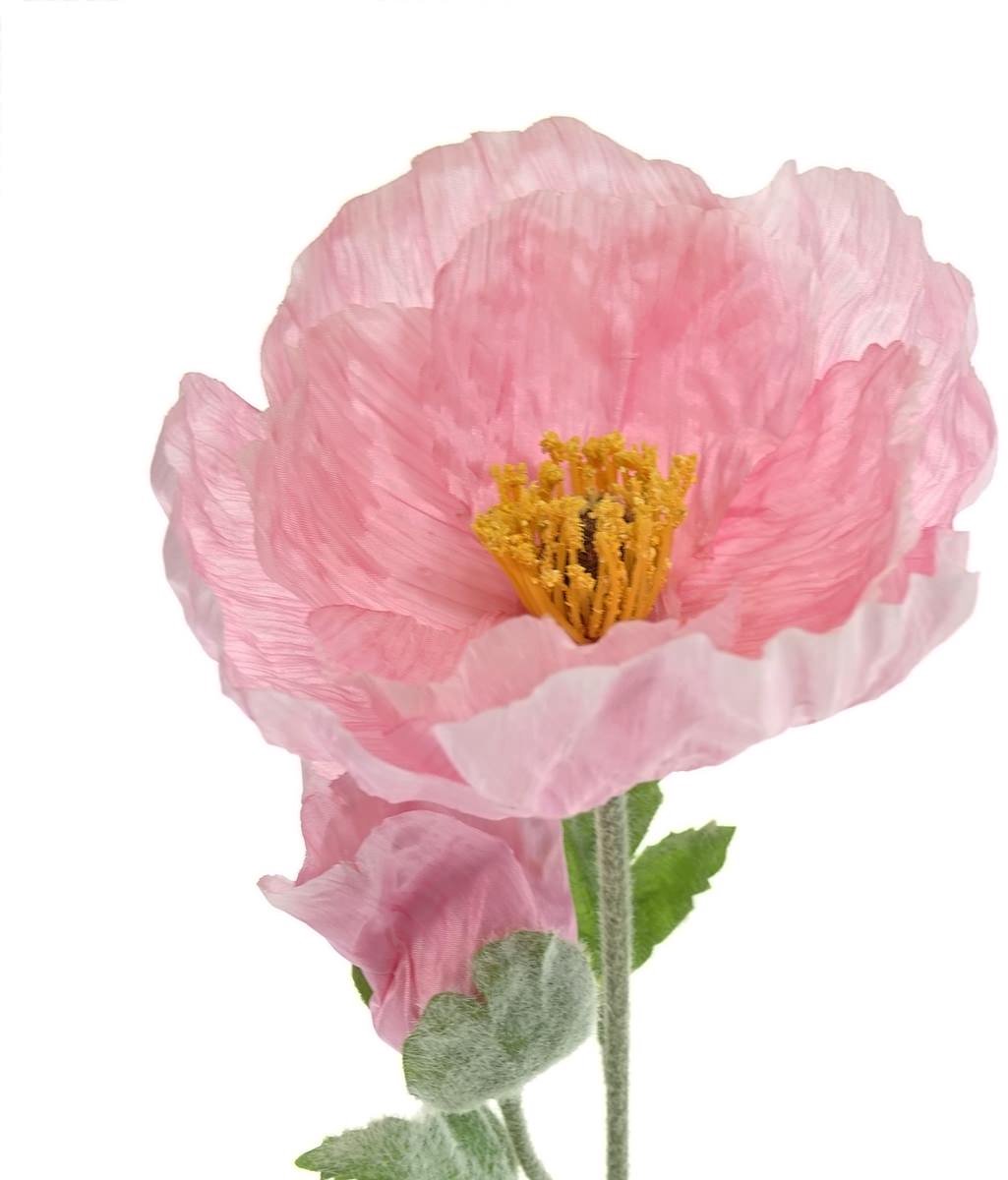 Everlands Reuzenpapaver Roze 2 Bloemen & 1 Knop Ø 12 cm 106 cm