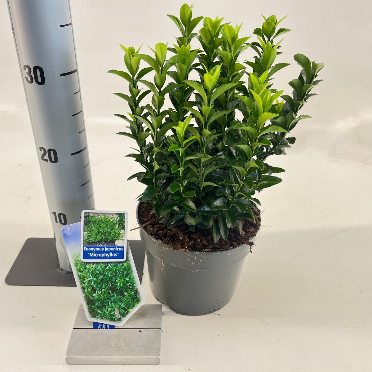 Euonymus jap. 'Microphyllus' - Kardinaalshoed | 20-25 cm in pot
