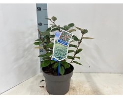 Elaeagnus ebbingei 'Compacta' - Groenblijvende Olijfwilg | 40-50 cm in pot