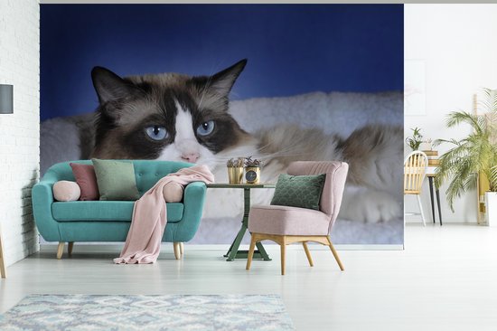 Papier peint photo en vinyle - Couché noir avec chat Ragdoll blanc largeur 390 cm x hauteur 260 cm - Tirage photo sur papier peint (disponible en 7 tailles)