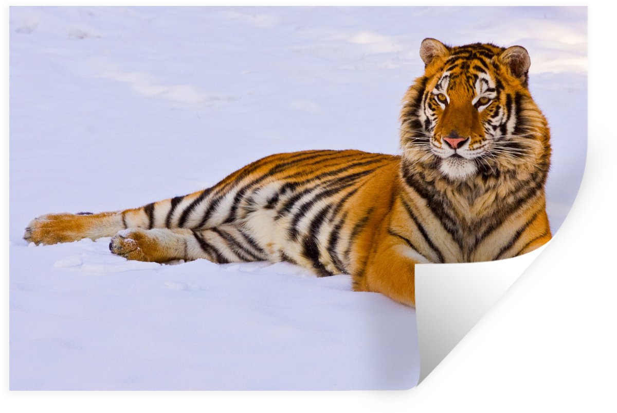 Muurstickers - Sticker Folie - Tijger - Sneeuw - Winter - Dieren - 30x20 cm - Plakfolie - 
