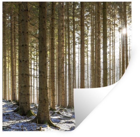 Une image de forêt hivernale avec de grands arbres et la lumière du soleil filtrant à travers les branches.