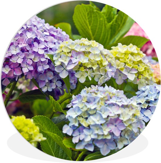 Close-up van hortensia's in paars, blauw, groen en roze tinten.