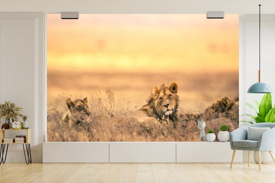 Papier peint photo vinyle - Lion et lionne couchés dans l'herbe largeur 390 cm x hauteur 260 cm - Tirage photo sur papier peint (disponible en 7 tailles)