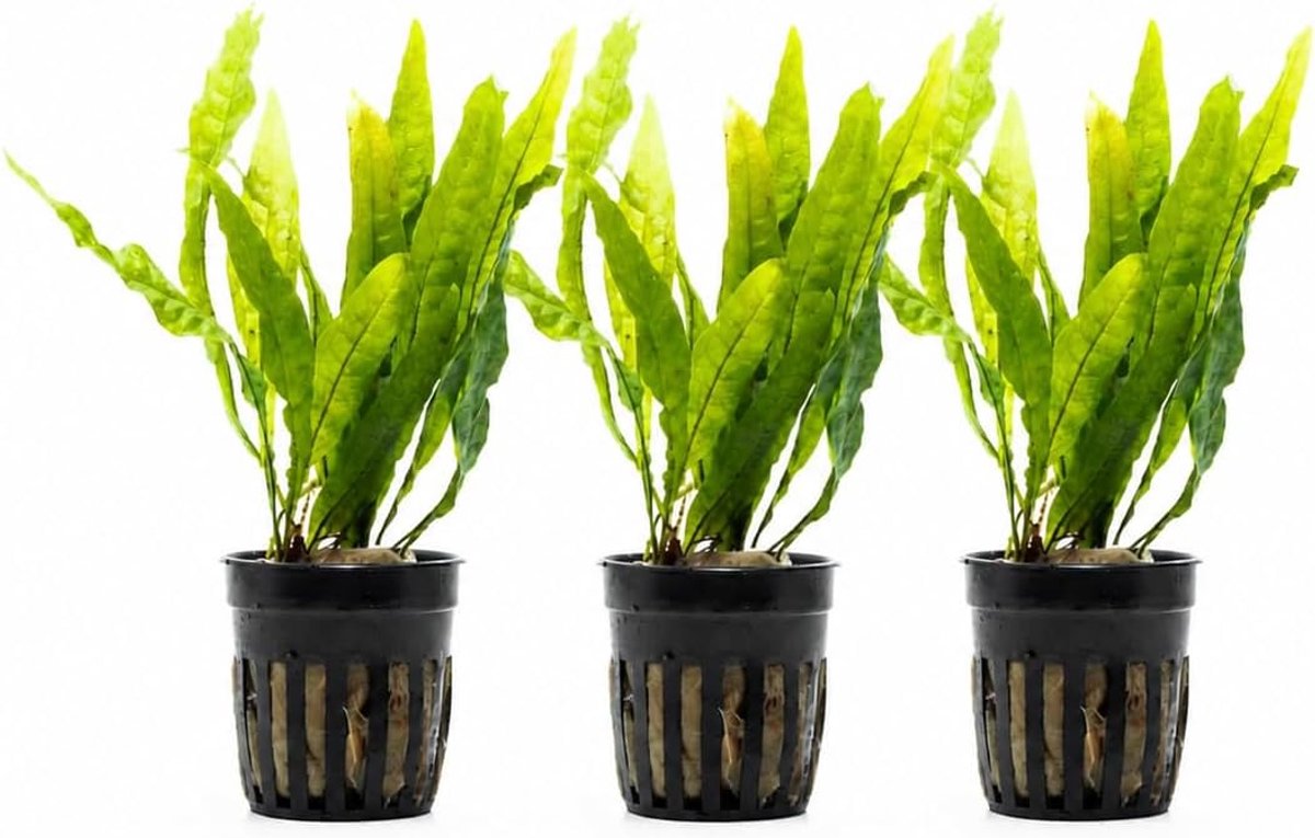 SnelShoppen - AquaBreedingSkill Set van 3 Microsorium Pteropus Levende Aquariumplanten - Decoratieve Groene Planten voor Zoetwateraquarium - Ideaal vo