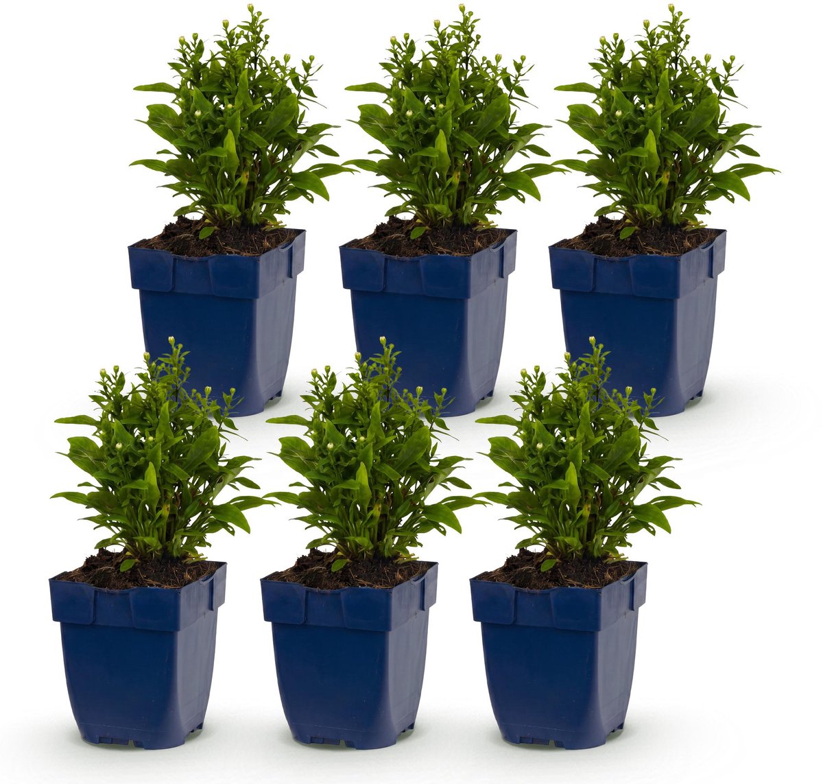 Green boutiQ - Vasteplant - Aster (D) Schneekissen - Zeeaster - Bijen en Vlinderlokkers - Wit - 6 Planten - Pot 11cm - Hoogte 15-25cm