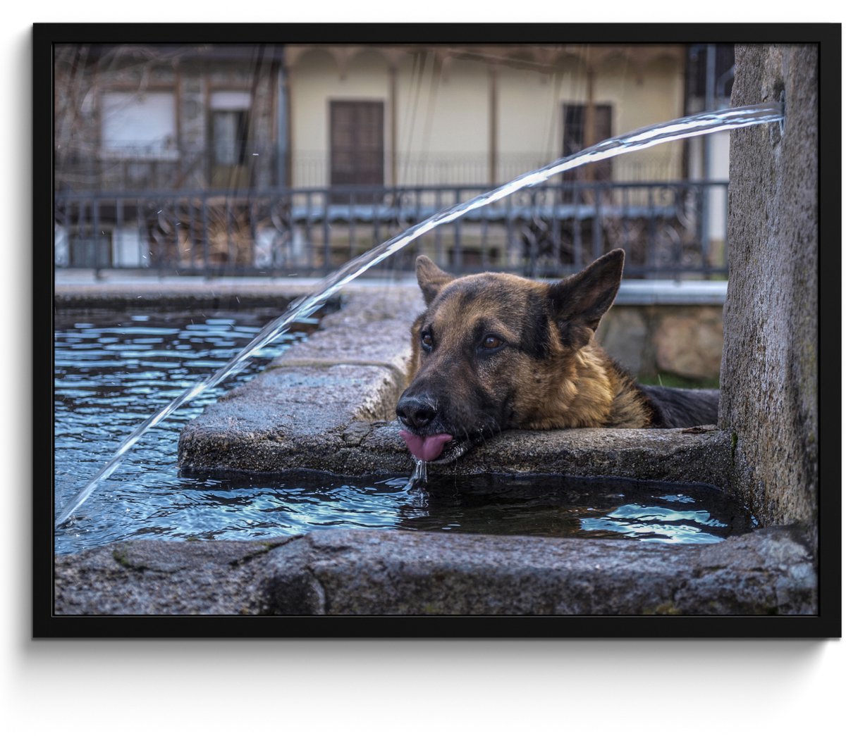 Poster in lijst - Fotolijst 80x60 cm - Posters - Duitse herder - Hond - Fontein - Drinken