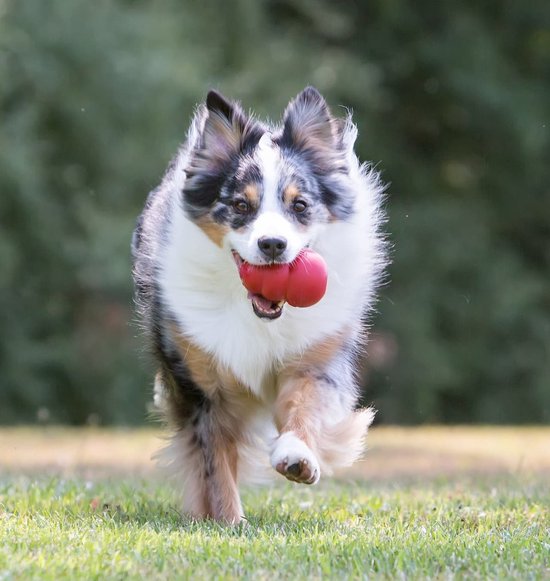 Gevlekte hond rent over gras met een rood Kong speeltje in zijn bek.