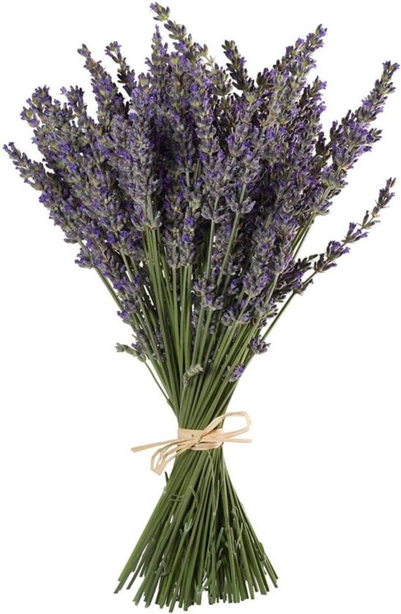 Thijox - Natuurlijke Lavendel Bundels, Vers Geoogst 100 Stammen Gedroogde Lavendel Bunch 16" - 18" Lange, Decoratieve Bloemen Boeket voor Home Decor,