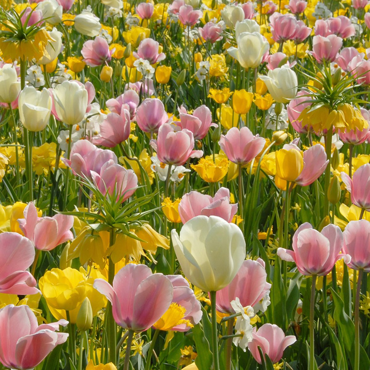 Bloembollen Mix Spring Cocktail | 600 stuks | Geel | Crème | Roze |