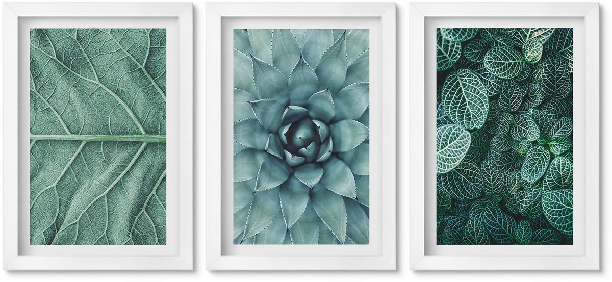 Wallfluent 3-Delige Schilderij Set - Close-Ups Van Planten, Bladeren En Vetplanten - 20 x 30 - Wanddecoratie - Muurdecoratie - Moderne Interieurdecoratie - Interieur Decoratie