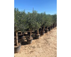 Dailygoods- Olijfboom 190 centimeter - A+ Kwaliteit - Winterhard tot -18 - Olea Europea Lechín - Sierboom - Weerstand tegen vorst en droogte - Olijfplant