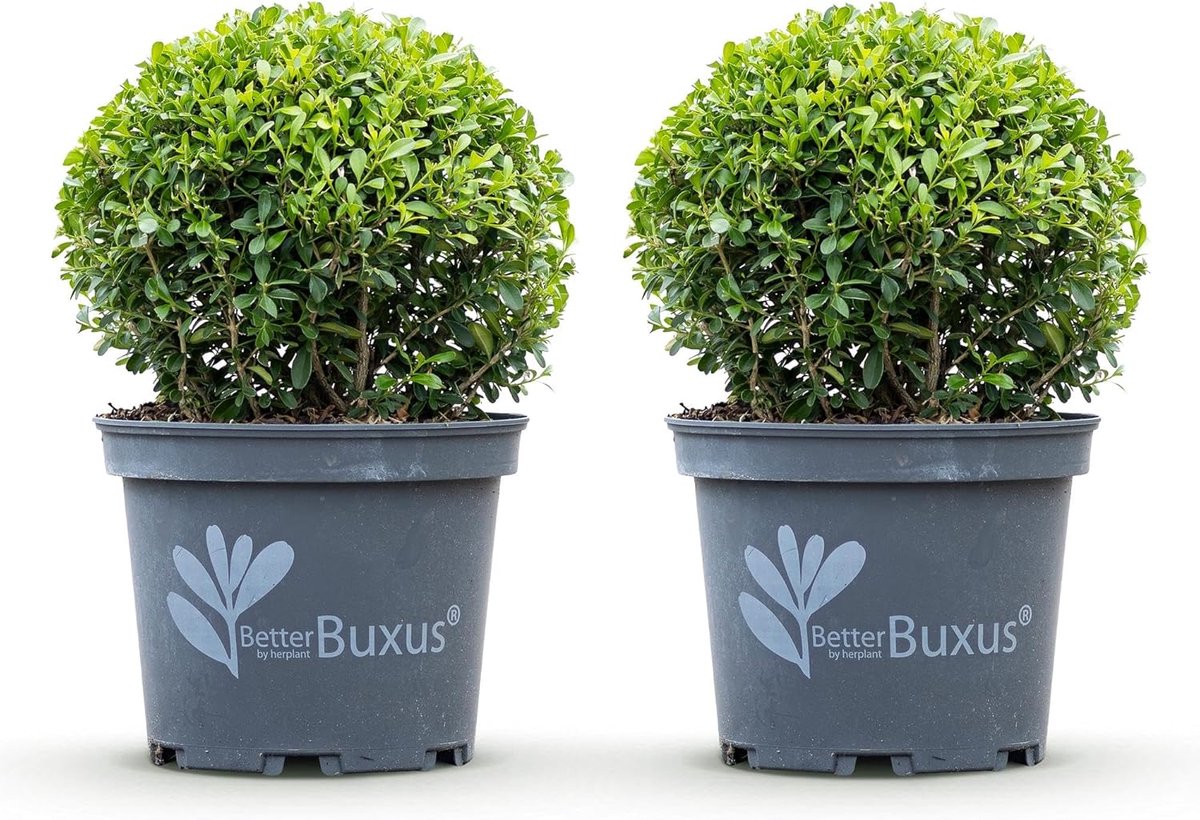 Buxus Bol - Struiken Set - Tuin Decoratie - Schimmel Resistant - Pot 23cm - Groen