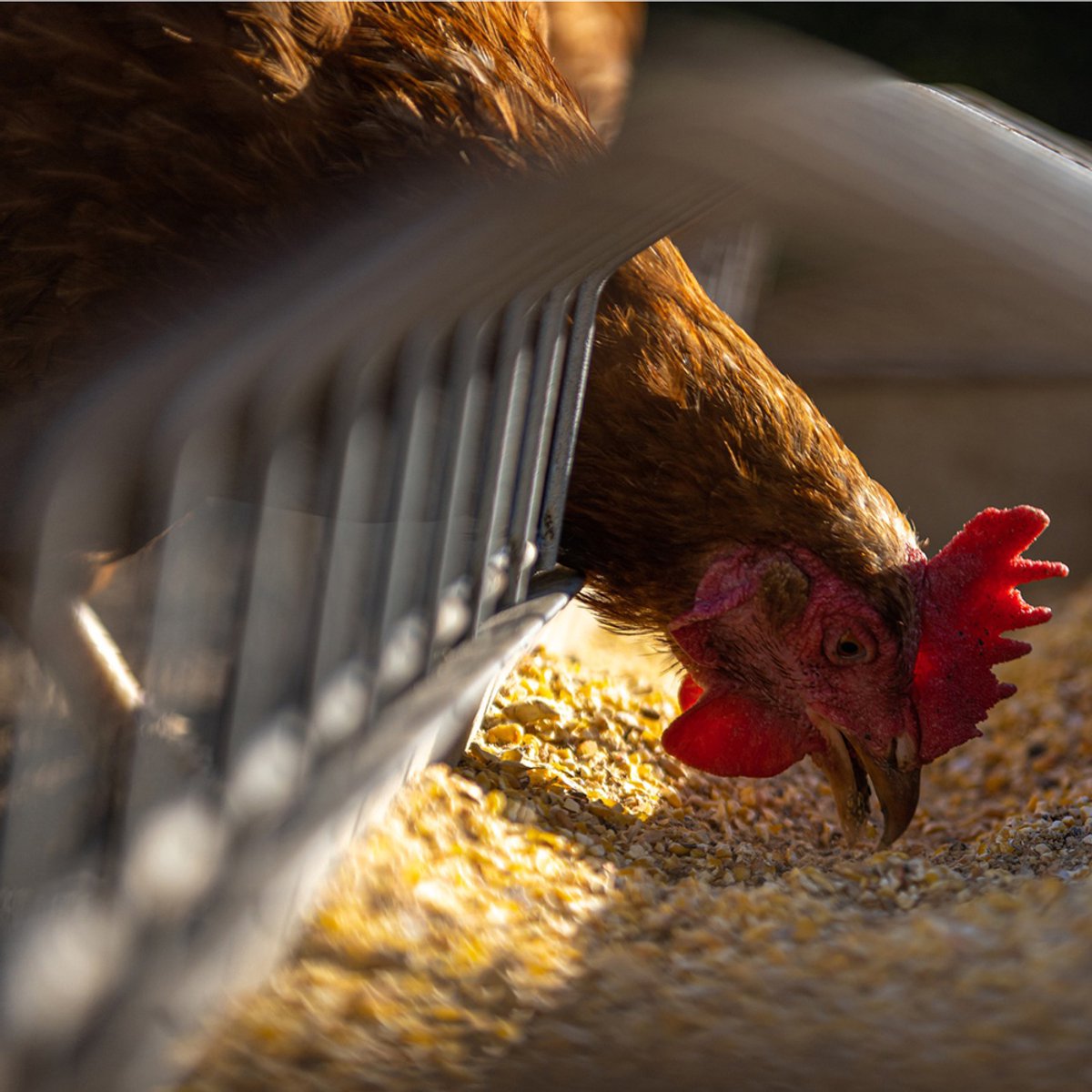 5 kg Gereinigd Tarwe Kippenvoer Pluimveevoer Voer Tarwe Enkelvoudig Voer Vogelvoer Oogst 2025 DML