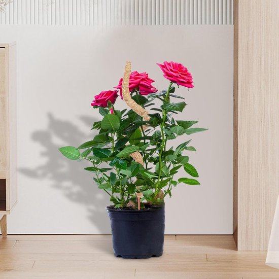 Mospaal Kokosvezel - Klimplantsteun Pijler - Planten Steunen - Buigbaar Ontwerp - 120 cm - Natuurlijk