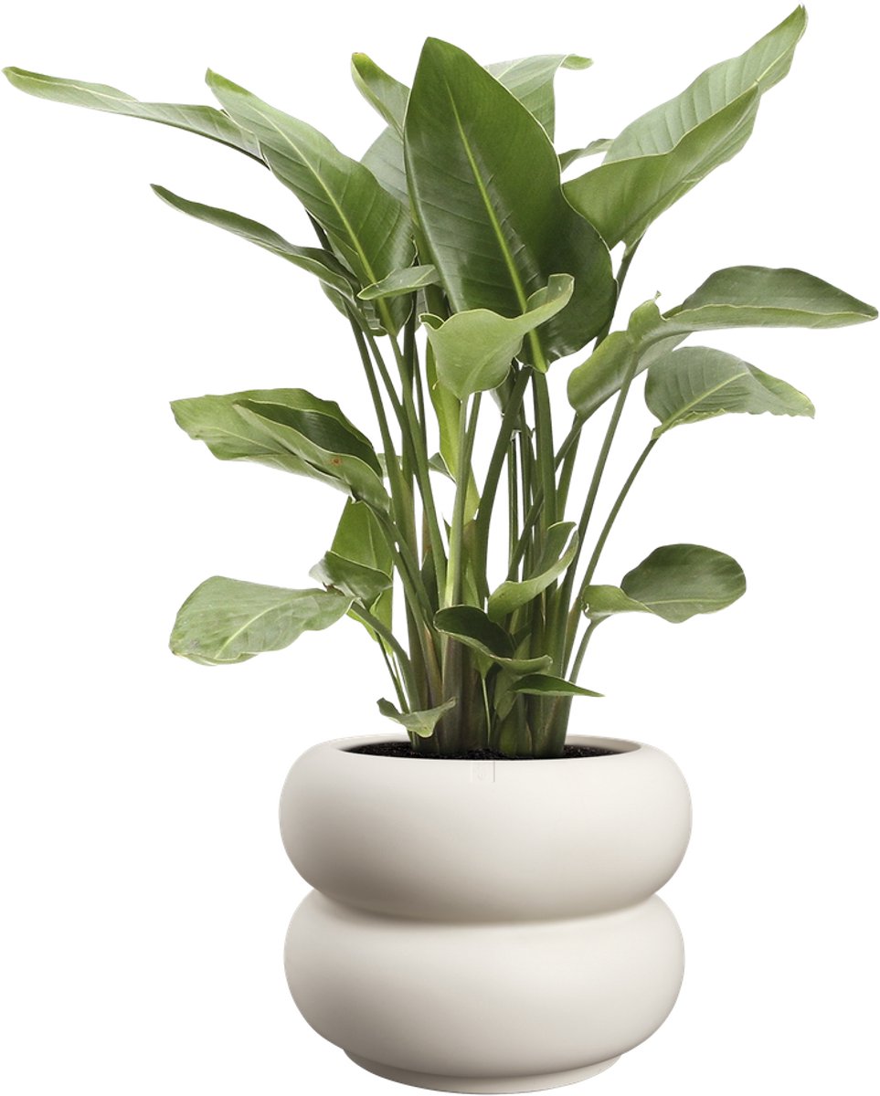 Elho Amber Roll Low 60 - Grand pot de fleurs intérieur et extérieur