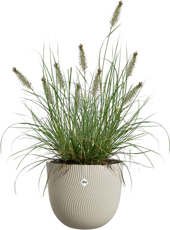 Een beige bloempot met een gedraaid ribbelpatroon, met daarin een siergras plant met lange, slanke bladeren en pluizige aren.