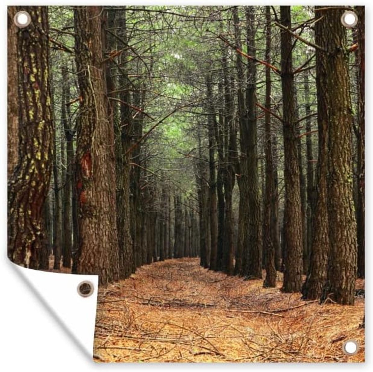 Tuinposter - 200x200 cm - Herfst - Landelijke decoratie - Bos