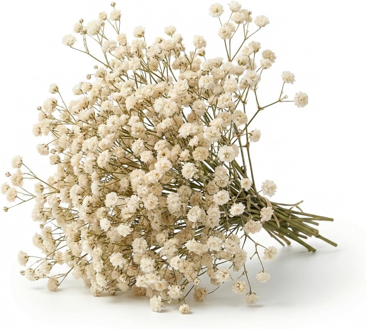 100 stuks Gypsophila - gedroogd - wit - natuurlijke gedroogde bloemen - decoratief voor gastgeschenken en hars - echte mini-bloemen om te knutselen - kaarsen - nail art - bruiloft en woondecoratie