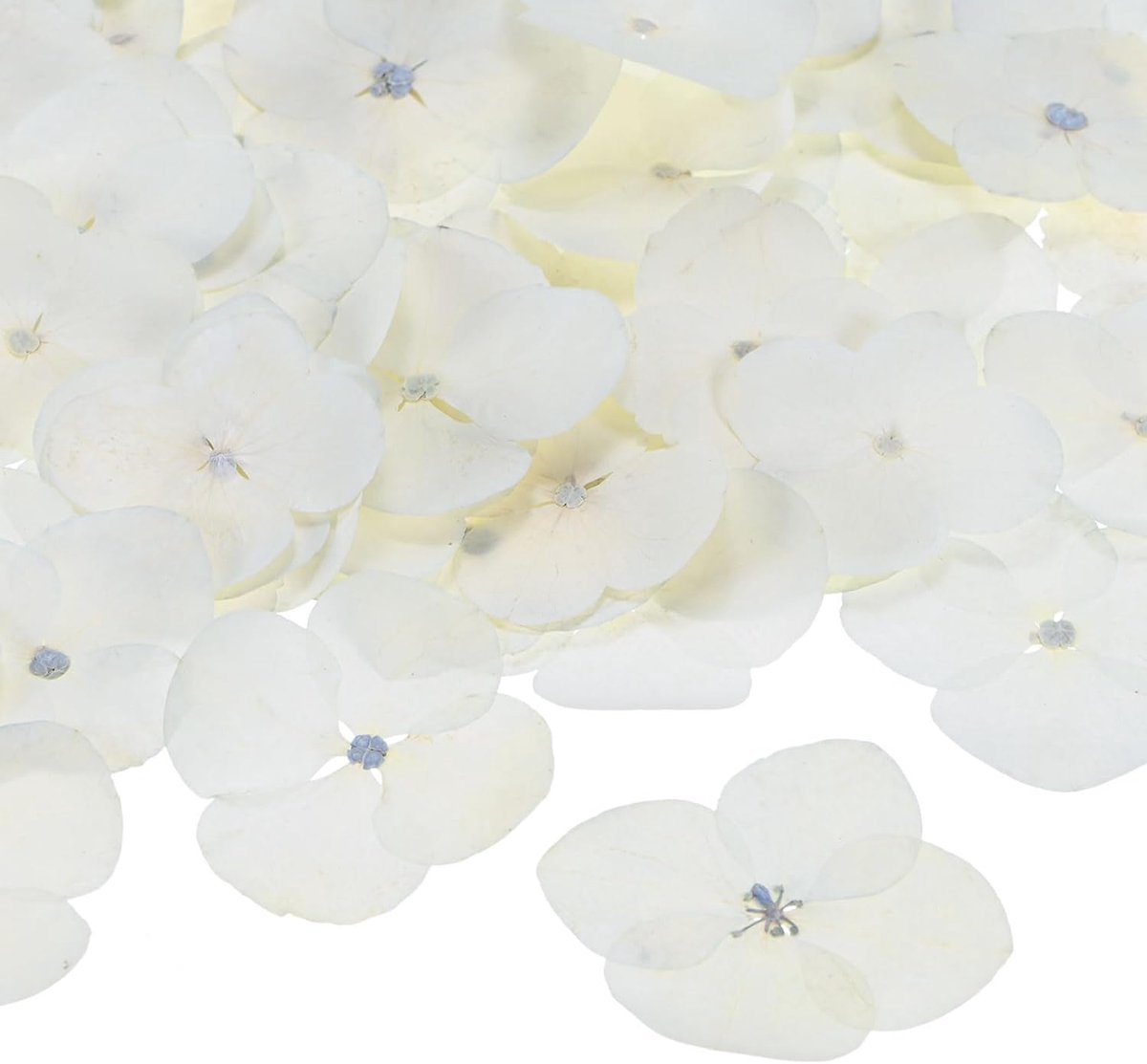 Gedroogde bloemen voor hars, echte echte bloemen groothandel voor ambachten/zeep/scrapbooking/kaarsen/epoxyharsbenodigdheden [wit]
